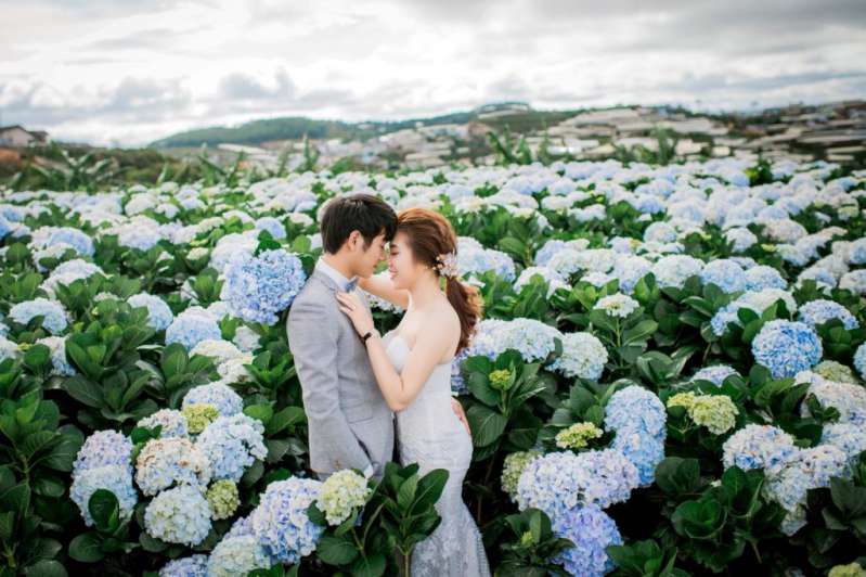 Chụp ảnh cưới Đà Lạt - đồng hoa cẩm tú cầu